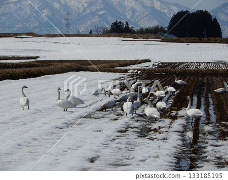 Swans arriving in Shonai, Yamagata Prefecture 133185195