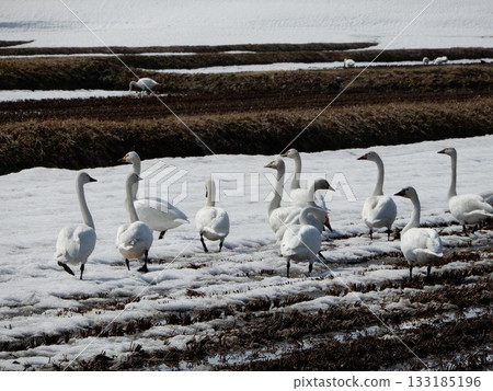 Swans arriving in Shonai, Yamagata Prefecture 133185196