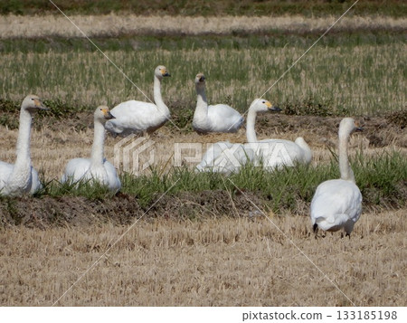 Swans arriving in Shonai, Yamagata Prefecture Swans arriving in Shonai, Yamagata Prefecture 133185198