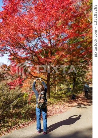 秋日的赤城自然公園：一位女士在步道旁拍攝秋葉。 133185265