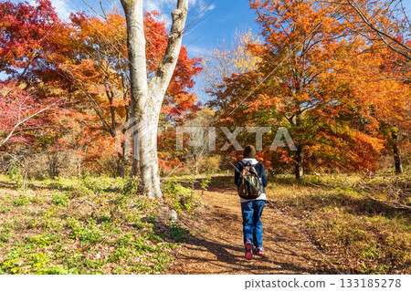 Autumn in Akagi Nature Park: A woman walking along the maple hill Autumn in Akagi Nature Park: A woman walking along the maple hill 133185278