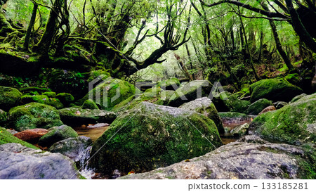 Shiratani Unsuikyo Gorge with its rugged rocks Shiratani Unsuikyo Gorge with its rugged rocks 133185281
