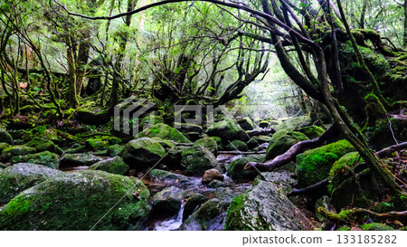 Shiratani Unsuikyo Gorge, a World Heritage Site Shiratani Unsuikyo Gorge, a World Heritage Site 133185282