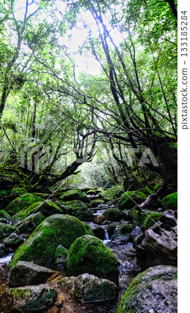 The beautiful Shiratani Unsuikyo Gorge with its lush trees 133185284