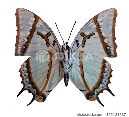 Great Nawab butterfly Polyura eudamippus is isolated against a plain background, highlighting its striking wing patterns and colors. This butterfly represents beauty in nature's diversity. 133185287