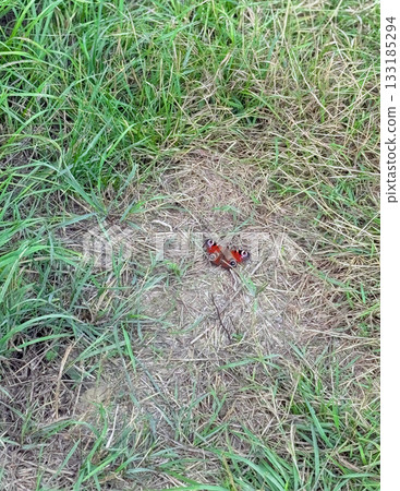 Beautiful Butterfly is sunbathing on the stone path. 133185294