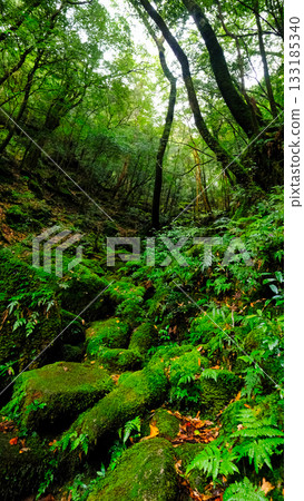 Yakushima's forests are not well lit 133185340