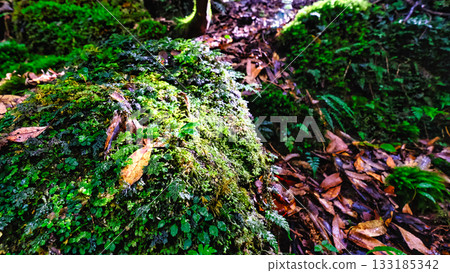 陽光下，苔蘚和落葉閃閃發光 133185342