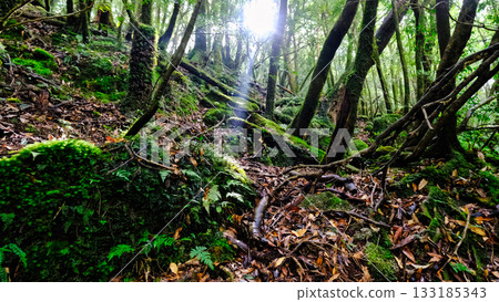 Yakushima forest seen through the sunlight filtering through the trees 133185343