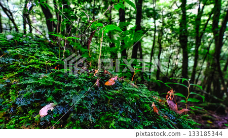 Leaves growing on moss 133185344