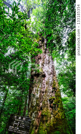 Seven Sugi trees on Yakushima 133185354
