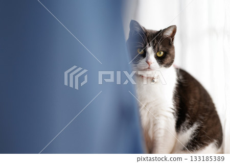Cat seen through the curtains Cat seen through the curtains 133185389