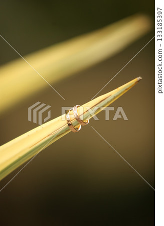 Elegant precious Diamond wedding Rings Resting On Surface With Blurred Backdrop For Wedding ceremony 133185397