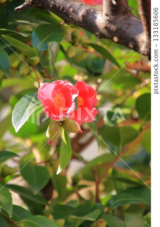 Osaka Tenmangu Shrine, a famous plum blossom spot in Osaka 133185606