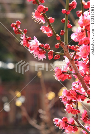 大阪天滿宮，大阪著名的梅花觀賞地 133185613