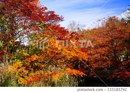 雲池池塘的秋葉 雲池池塘的秋葉 133185742