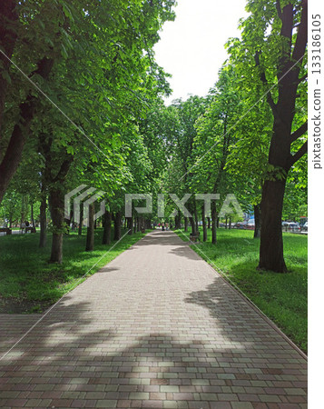 City park with promenade path. A walking path through a park with large trees. 133186105