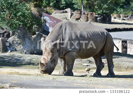 吃草的南方白犀牛 133186122