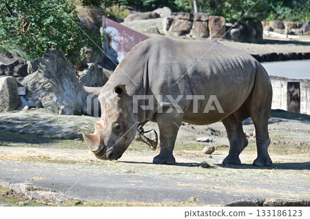 Southern white rhino eating grass 133186123