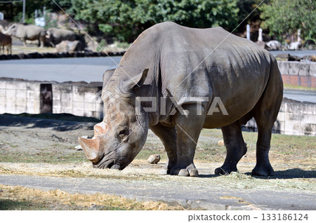 Southern white rhino eating grass Southern white rhino eating grass 133186124