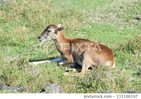Relaxing Mouflon 133186197