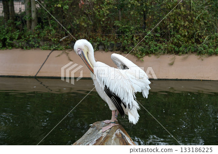 Momoiro Pelicans 133186225