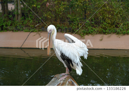 Momoiro Pelicans 133186226