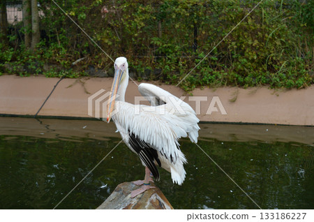Momoiro Pelicans Momoiro Pelicans 133186227