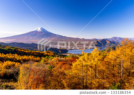 [Yamanashi Prefecture] Mount Fuji covered in snow behind the yellow leaves of larch trees 133186354