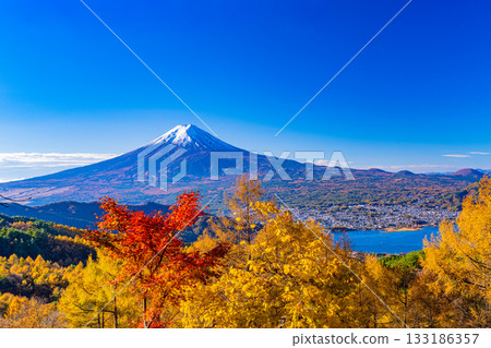 [Yamanashi Prefecture] Mount Fuji covered in snow behind the yellow leaves of larch trees 133186357