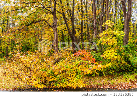 茅野高原的秋葉 [青森市，青森郡] 133186395