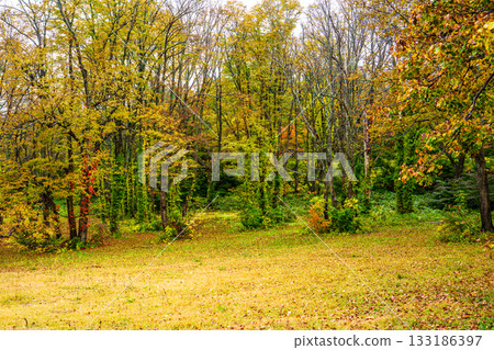 茅野高原的秋葉 [青森市，青森郡] 133186397