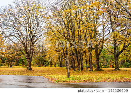Autumn leaves at Kayano Plateau [Aomori City, Aomori Prefecture] 133186399