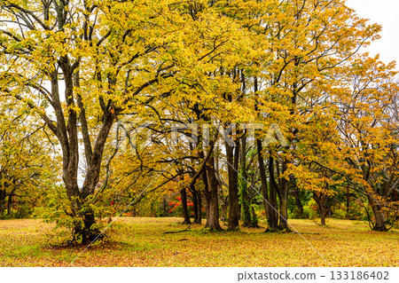 Autumn leaves at Kayano Plateau [Aomori City, Aomori Prefecture] 133186402