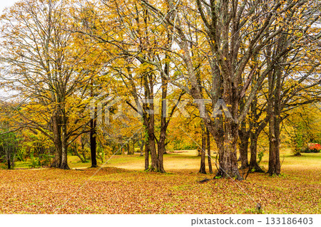Autumn leaves at Kayano Plateau [Aomori City, Aomori Prefecture] 133186403