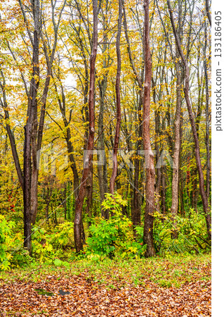 Autumn leaves at Kayano Plateau [Aomori City, Aomori Prefecture] 133186405