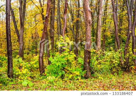 Autumn leaves at Kayano Plateau [Aomori City, Aomori Prefecture] 133186407