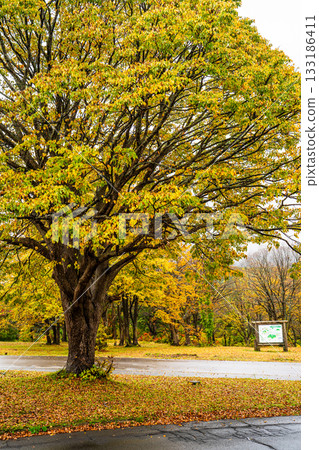 Autumn leaves at Kayano Plateau [Aomori City, Aomori Prefecture] 133186411