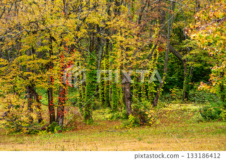 茅野高原的秋葉 [青森市，青森郡] 133186412