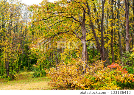 Autumn leaves at Kayano Plateau [Aomori City, Aomori Prefecture] 133186413