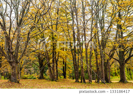 Autumn leaves at Kayano Plateau [Aomori City, Aomori Prefecture] 133186417