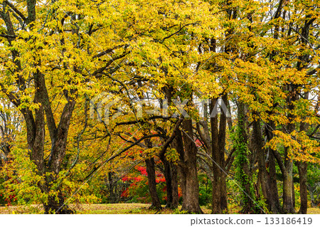 茅野高原的秋葉 [青森市，青森郡] 133186419