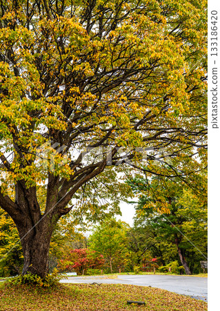 茅野高原的秋葉 [青森市，青森郡] 133186420
