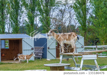 一隻雄性山羊在平台上擺姿勢 133186476