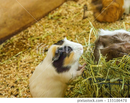 一隻大圓眼睛很漂亮 一隻大圓眼睛很漂亮 133186478