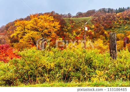 Autumn leaves at Sukayu [Aomori City, Aomori Prefecture] 133186485