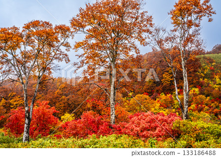 Autumn leaves at Sukayu [Aomori City, Aomori Prefecture] 133186488