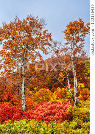 Autumn leaves at Sukayu [Aomori City, Aomori Prefecture] 133186489