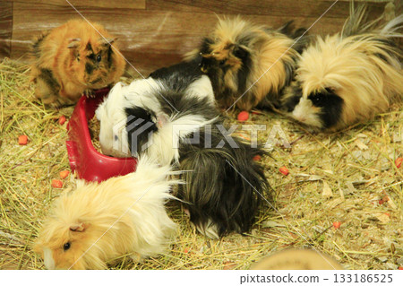 Multicolored guinea-pigs 133186525