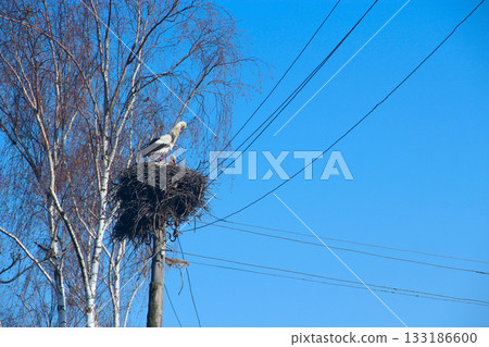 Pair of storks sitting in nest. Peaceful birds 133186600